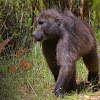 Cape Chacma Baboon