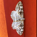 Mottled Beauty Moth