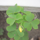 Yellow Wood Sorrel