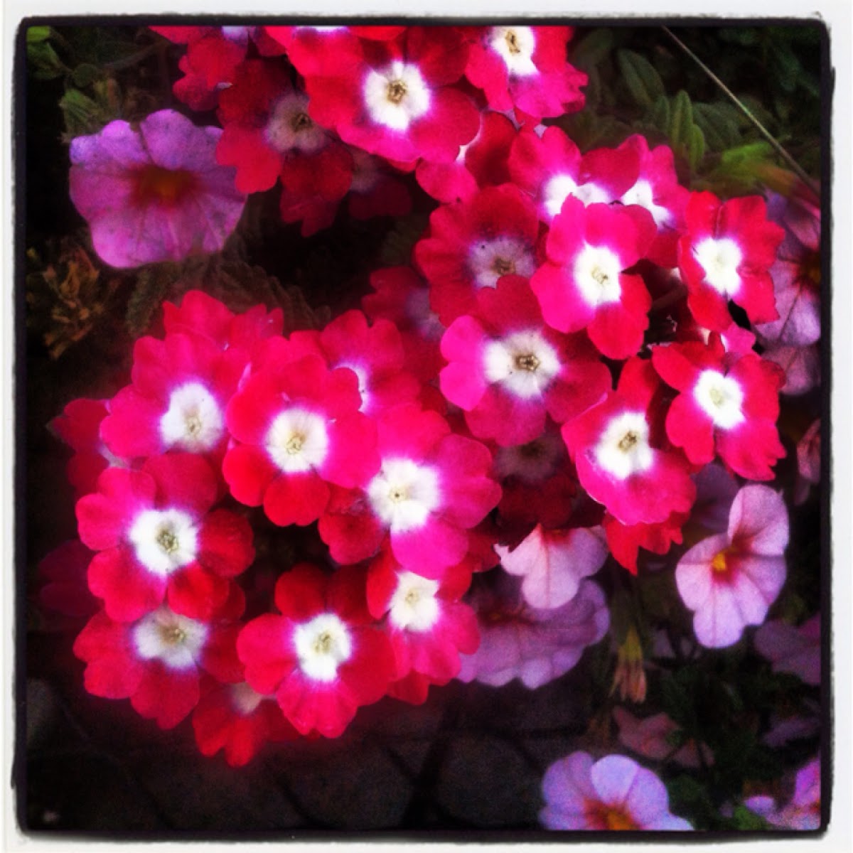 Spotting Project Noah