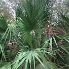 Palmetto bush