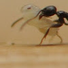 Ants transporting larvae
