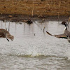 Northern Pintail