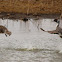 Northern Pintail