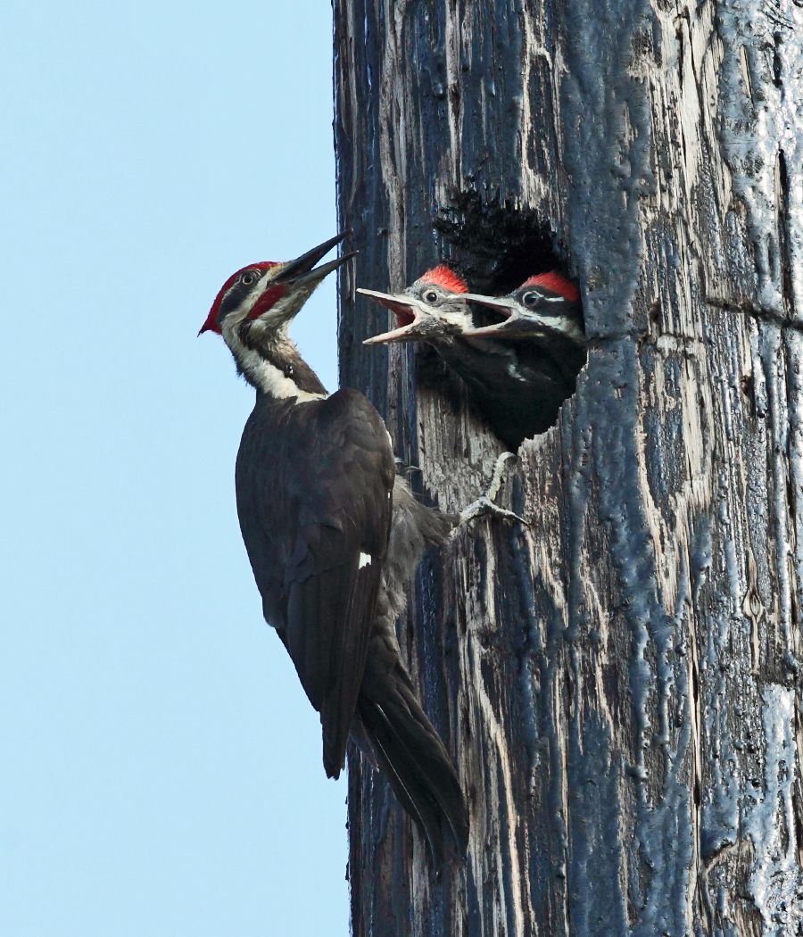 Pileated Woodpecker (male feeding young)