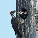 Pileated Woodpecker (male feeding young)