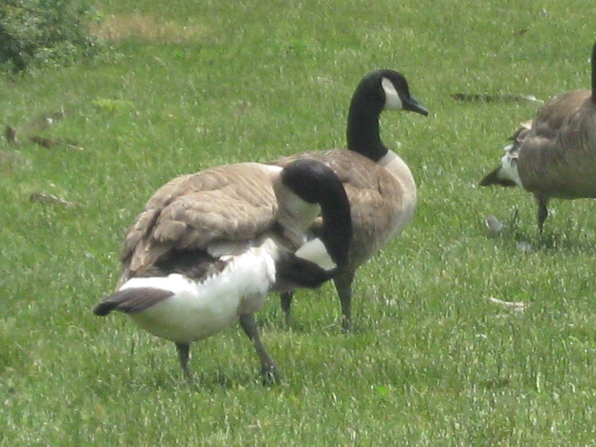 Canada Geese part 2