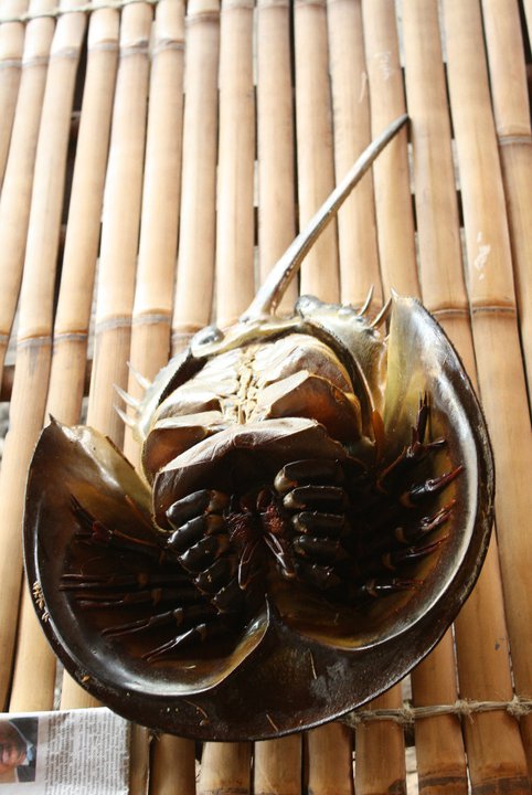 mangrove horseshoe crab