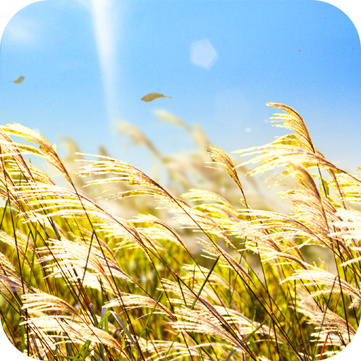 Natural Reed Live Wallpaper 個人化 App LOGO-APP開箱王