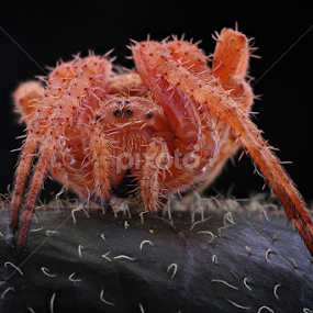 Spider by Roem Hasadi - Animals Insects & Spiders