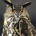 Great horned owl