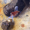 Opalescent Nudibranch 