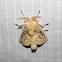Black-waved Flannel Moth
