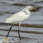 Snowy Egret