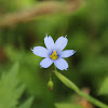 Narrow-leaved blue-eyed grass