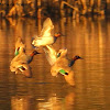 Green-winged teal