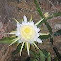 Cacto-orquídea