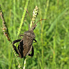 Florida Leaf-footed bug