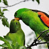 Red Winged parrot, Crimson winged parrot