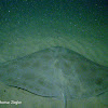 California Butterfly Ray