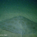 California Butterfly Ray