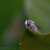 (Male) Hoverfly