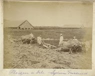 Ploegen voortgetrokken door runderen