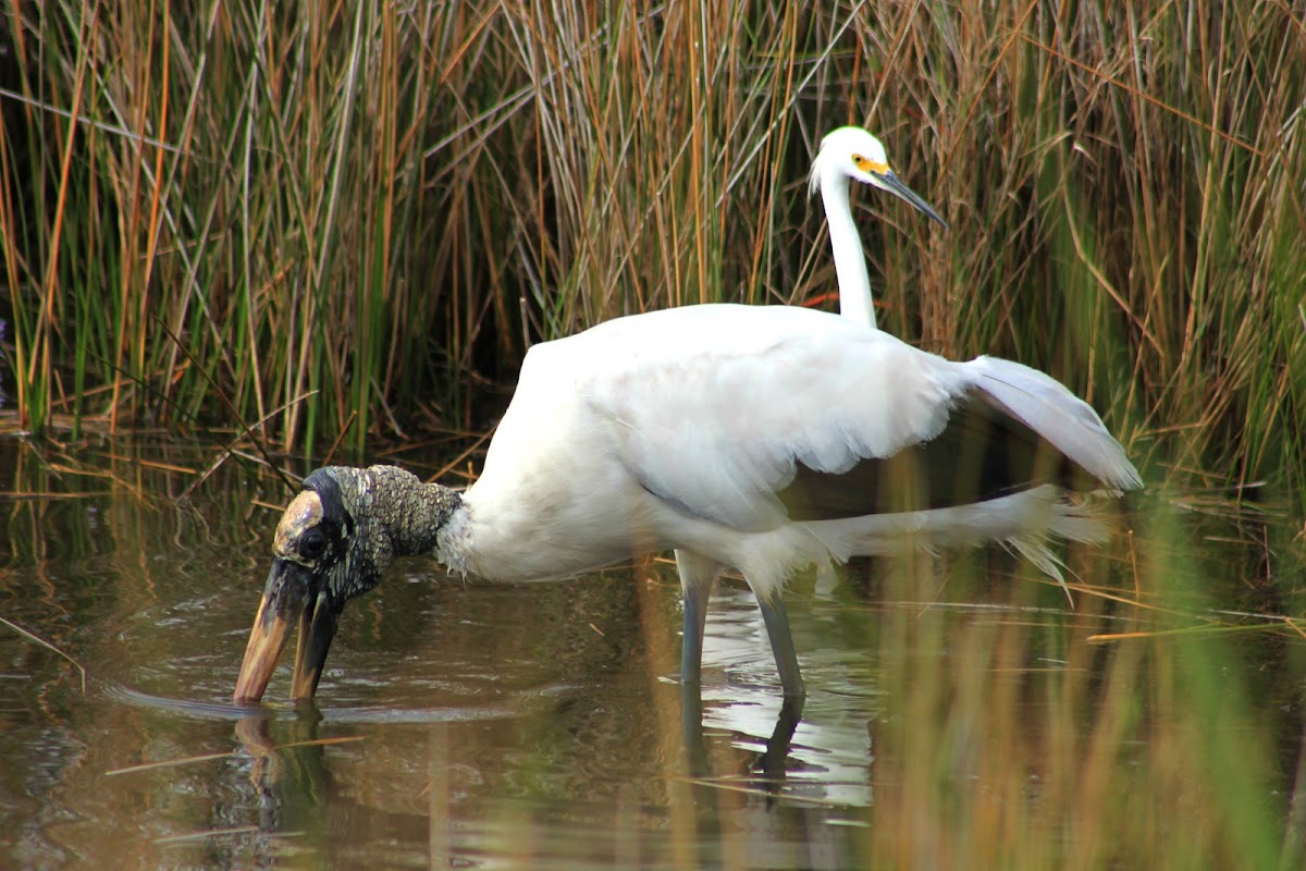 Wood Stork and Snowy Egret