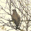 Juvenile Bald Eagle