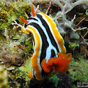 Magnificent Chromodoris