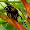Long-horned Bee (male)