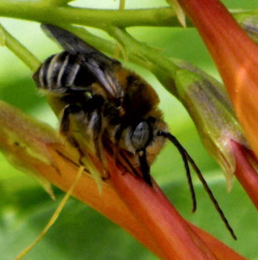 Long-horned Bee (male)