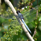 Common Blue Skimmer