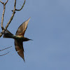 Blue-tailed Bee-eater