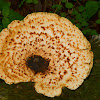 Pheasant Back Mushroom