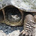 Common Snapping Turtle