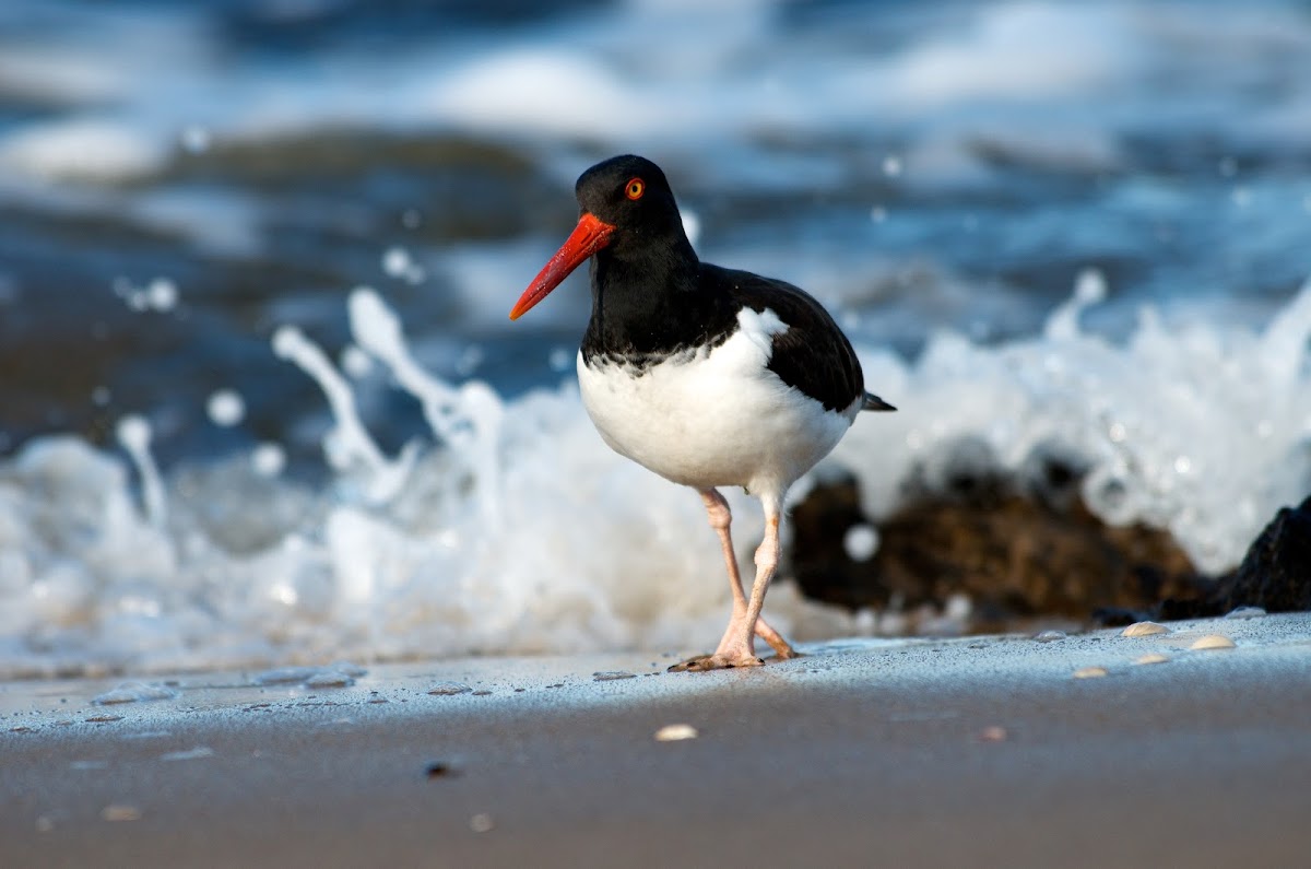 American Pied Oystercatcher