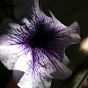 Easy Wave Plum Vein Petunia