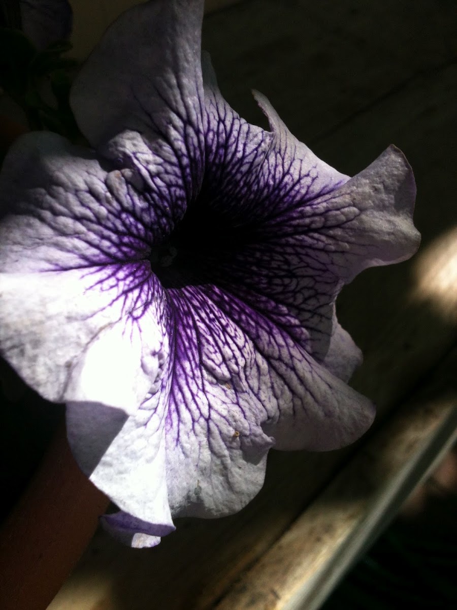 Easy Wave Plum Vein Petunia