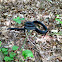 Eastern rat snake