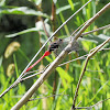 Fiery Skimmer Dragonfly (Male & Female)
