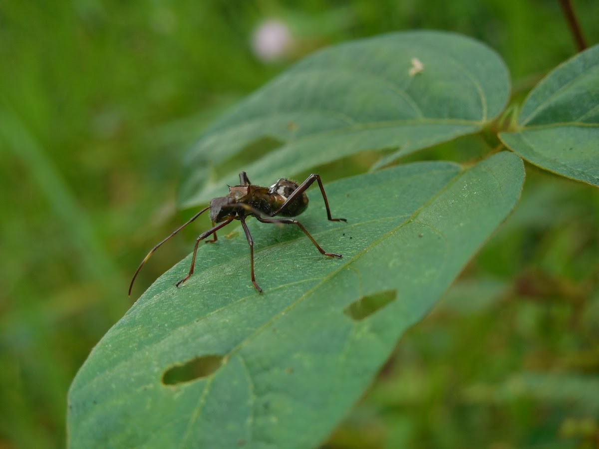 Ant mimic bug