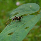 Ant mimic bug