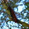 Oleander Caterpillar