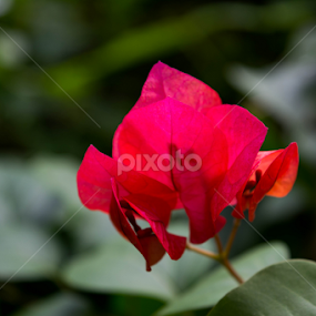 by Achala Gamage - Nature Up Close Leaves & Grasses