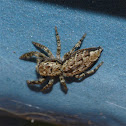 Große Rindenspringspinne / Jumping spider