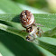 Wattle jumping spider
