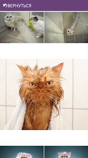 Lastest Смешные Котики APK