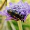 Blister Beetle