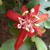 Passionflower (Red)